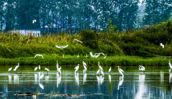 益阳市纪委监委开展“洞庭清波”和禁捕退捕监督专项行动。图为南县淞澧洪道经过整治恢复了水清草碧、鸟儿欢栖的美景。易立新 摄