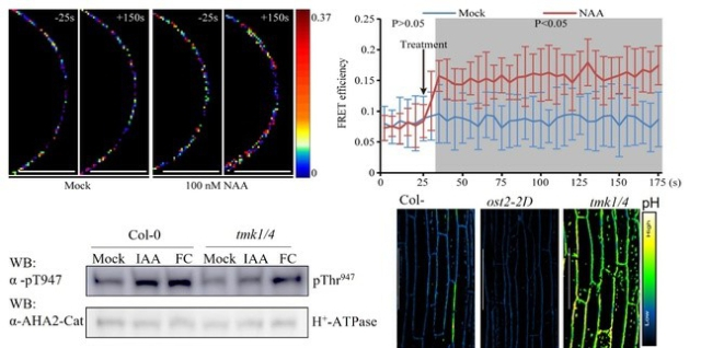 图3. 生长素通过TMK磷酸化并激活质子泵（H+-ATPase）导致细胞壁酸化和伸长