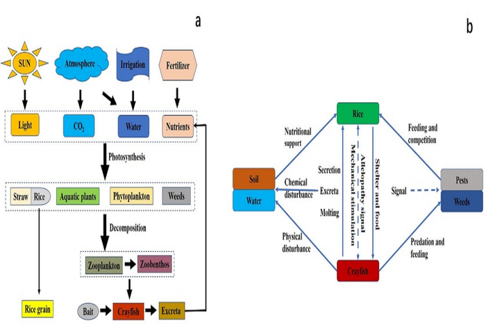 ▲稻虾模式可持续发展原理与技术策略