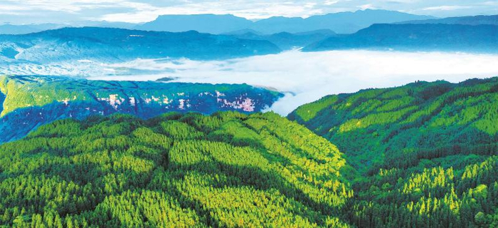 玉屏山森林康养基地的柳杉林 杨清亮摄