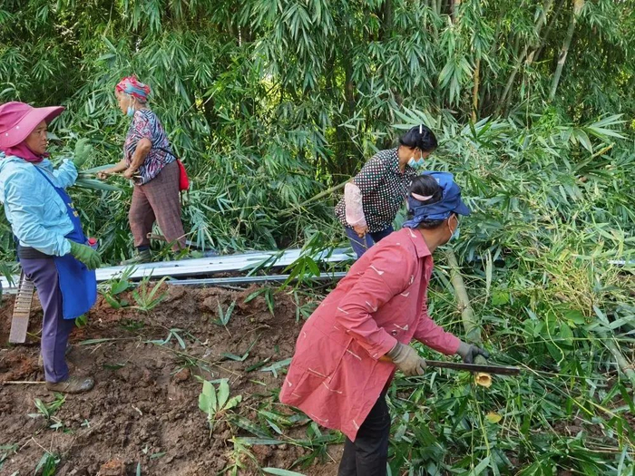 瑞丽市户育乡，“妇女护边队”清理边境线障碍，消除人员攀爬入境、藏匿安全隐患 图片来源：“掌上瑞丽”官方微信号