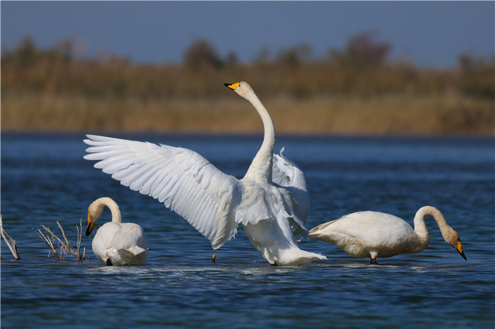 瑟瑟蒹葭伴雪花，久别娇客到咱家（年磊 摄）