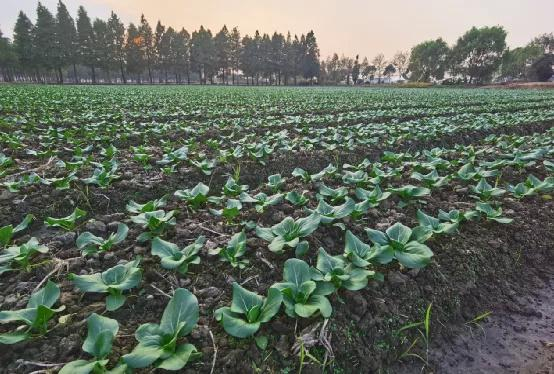 图：叮咚买菜金山廊下农场露天基地里的小青菜