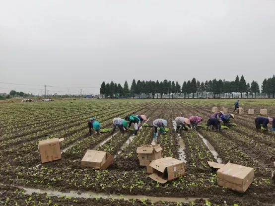 图：叮咚买菜正在金山廊下的自有农场种植黄心乌等绿叶菜