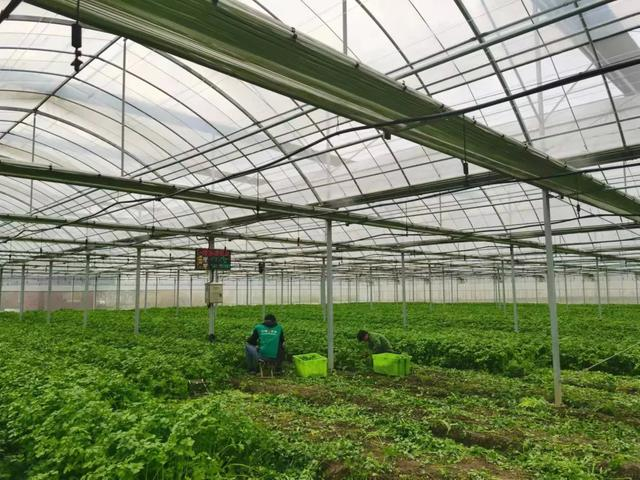 图：叮咚买菜位于金山廊下的种植基地