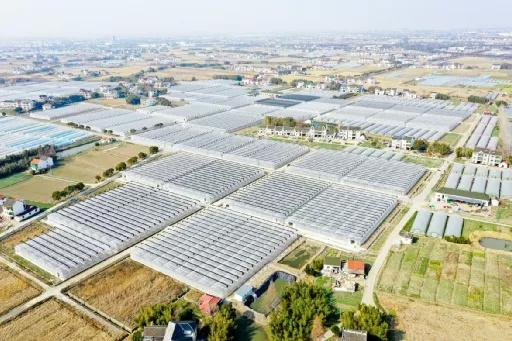 图：叮咚买菜位于金山廊下的种植基地