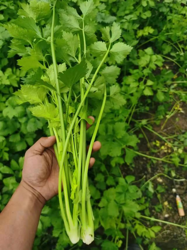 图：叮咚买菜金山廊下农场露天基地里的小香芹