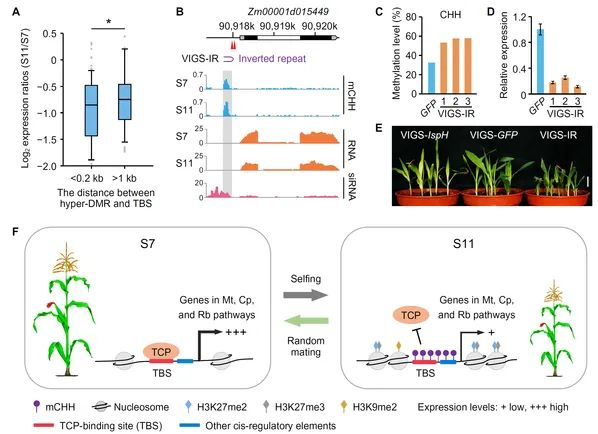 图2 TBS位点的高甲基化介导玉米自交衰退