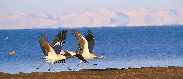 黑颈鹤拍打双翅，奔跑助飞