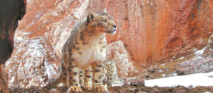 雪豹是岩栖性动物，领地意识极强