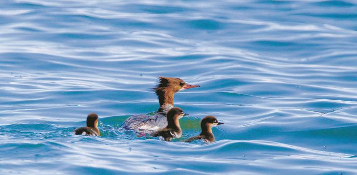 雌性普通秋沙鸭“发型”拉风
