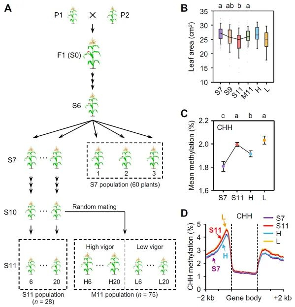 图1 玉米自交衰退过程中CHH甲基化显著增加