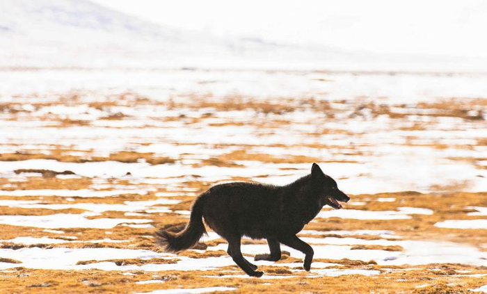 黑狼的盛装舞步
