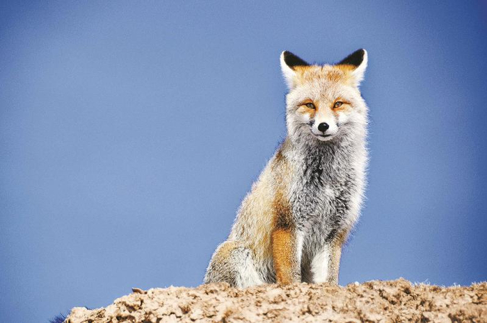 藏狐喜欢霸占旱獭的巢穴