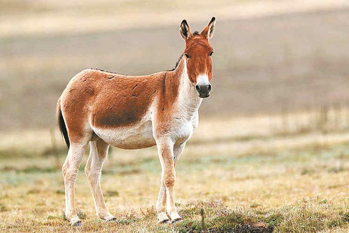 藏野驴：“你瞅啥？！”