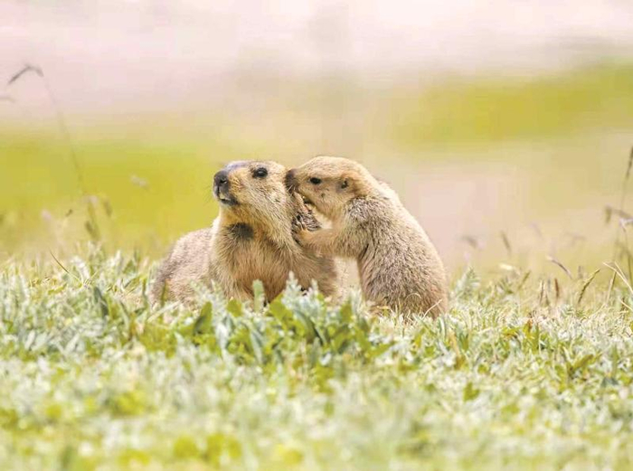 土拨鼠俗称旱獭，呆萌的模样相当讨人喜欢 樊光摄