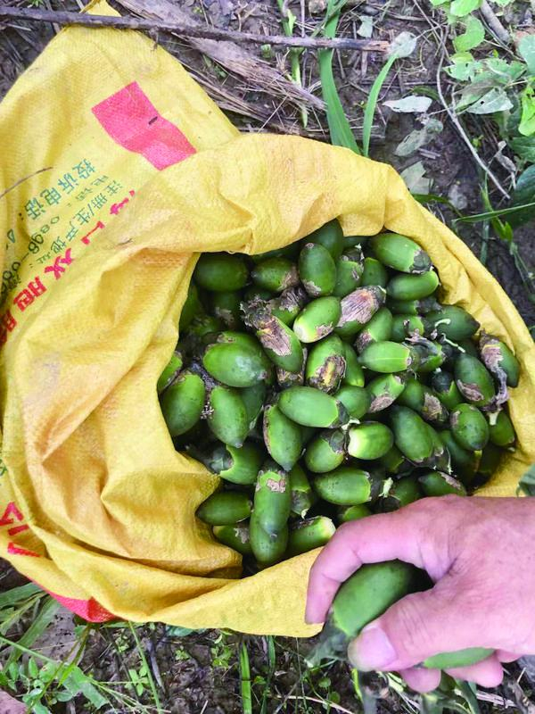 10月11日，海南万宁北大镇农户陈国明摘下的槟榔果。新京报记者 杜寒三 摄