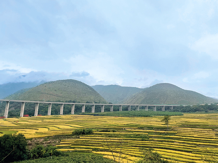 云南省元江县南洒村梯田多年生稻“云大107”示范区    杨静摄/本刊