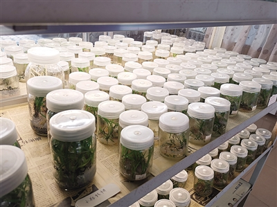 兰花培养室，幼苗在无菌培养瓶中生长。新京报记者 张璐 摄