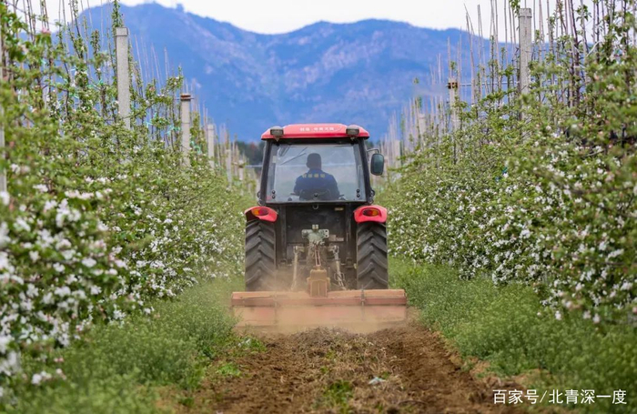 宋楠的果园实行宽行密植的种植方式，行距4米，大型农用机械进出自如  摄影/李浩