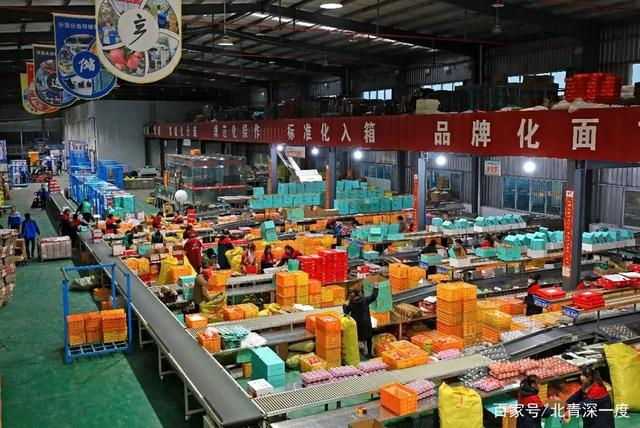 洛川县先后孵化出750多家电商小微企业，图为当地的标准化苹果分拣线  摄影/王晓峰