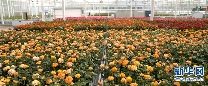 云天化集团“云花”种植示范基地（资料图）。新华网发（云天化 供图）