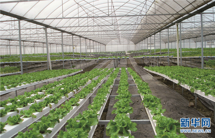 云天化集团“云菜”种植示范基地（资料图）。新华网发（云天化 供图）