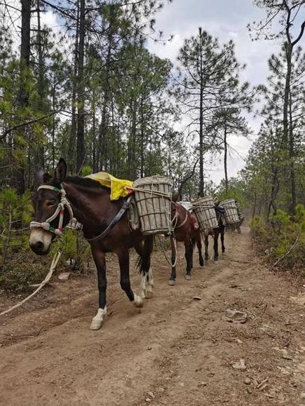 △为木里固增110千伏输变电工程运输建材的骡马队