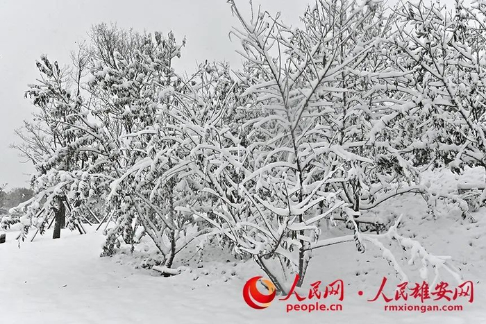 白雪覆盖的树木。刘向阳摄