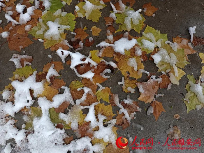 雄安雪景。赵丽芬摄