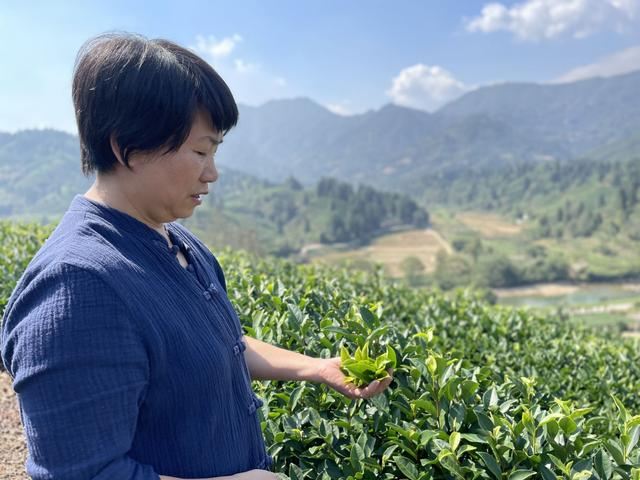 江牵玉在介绍茶叶采摘的标准。新京报记者 周思雅 摄