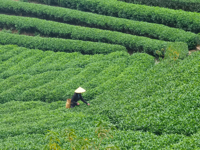 在布央村的生态茶园里，茶农正在采茶。