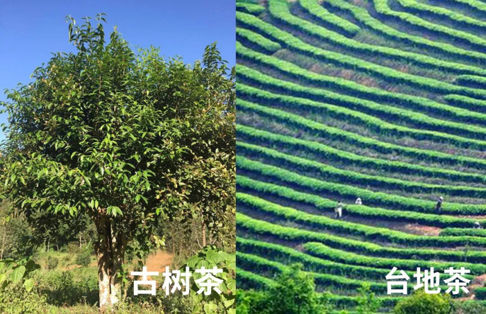 △古树茶与台地茶对比