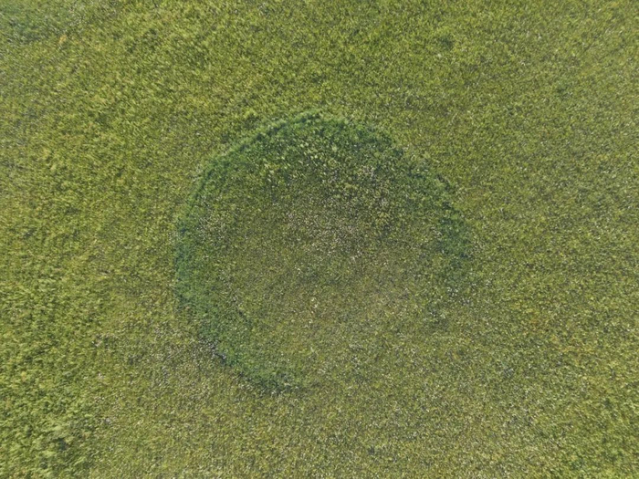 图2 蘑菇圈航拍图