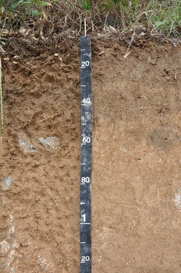 ▲湖北天岳系土壤剖面