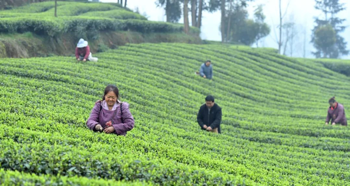▲ 四川洪雅县境内错落的山丘上，绿油油的茶园里茶农们忙着春茶采摘，现场一片繁忙景象。