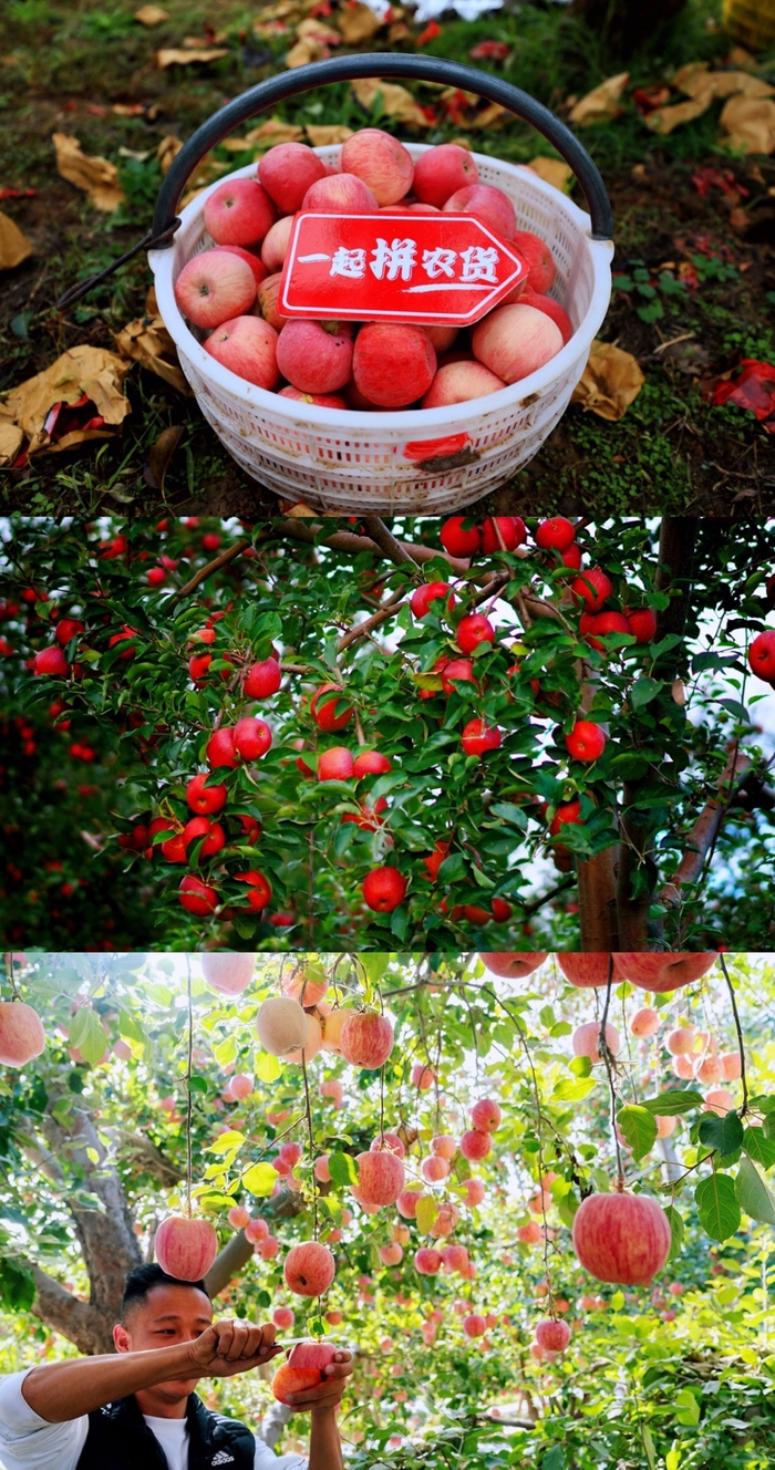 ▲自上而下分别为脱袋后的陕西洛川苹果、不套袋的四川盐源丑苹果以及新疆阿克苏冰糖心苹果。王晓峰｜摄