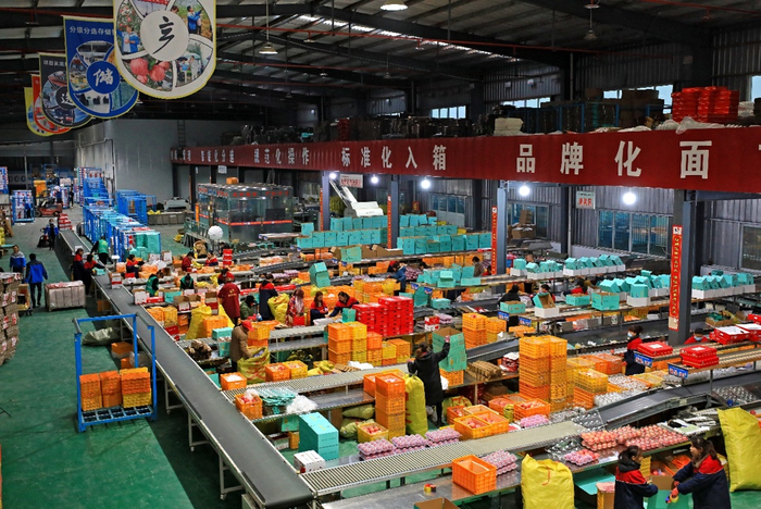 ▲近年来，洛川县大力发展电商产业，已先后孵化出750多家电商小微企业。图中为当地的标准化苹果分拣线。王晓峰｜摄