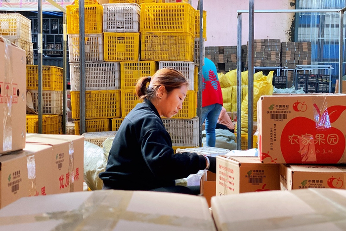 ▲电商企业优先雇佣合作社种植户，为农民增收提供了新机会。图中为山西临猗的打包女工。郝曼｜摄