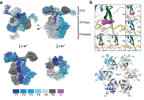 图：Lon的蛋白水解机制。a.MtaLonA的2.4-Å冷冻电镜结构。b.位于蛋白水解活性位点上的底物多肽冷冻电镜密度（洋红色）。