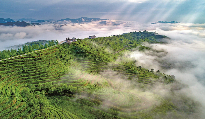     都匀市螺蛳壳茶山  贵州省文化和旅游厅 供图