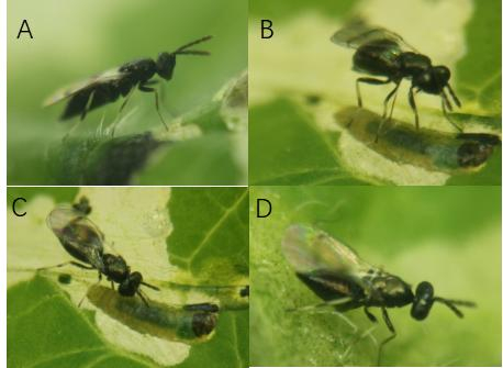 潜叶蛾伲姬小蜂雌蜂休息（A）、产卵器刺杀（B）、取食寄主体液（C）、产卵（D）四种行为单元。中国农科院供图