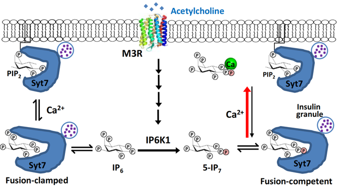 图: 5-IP7与Ca2+作为乙酰胆碱受体GPCR通路下游的“共发”信使(coincident messenger)刺激胰岛素囊泡释放的作用模式图。