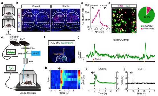 图：声音刺激诱发惊跳反射时，小鼠RtTg内谷氨酸能神经元被激活
