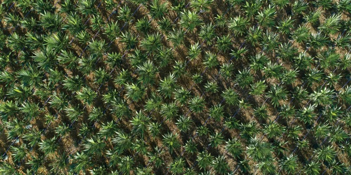 棕榈种植地© AARON GEKOSKI/WWF-US