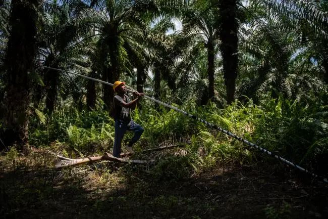 Bacho正在用镰刀砍落油棕果实。© AARON GEKOSKI/WWF-US