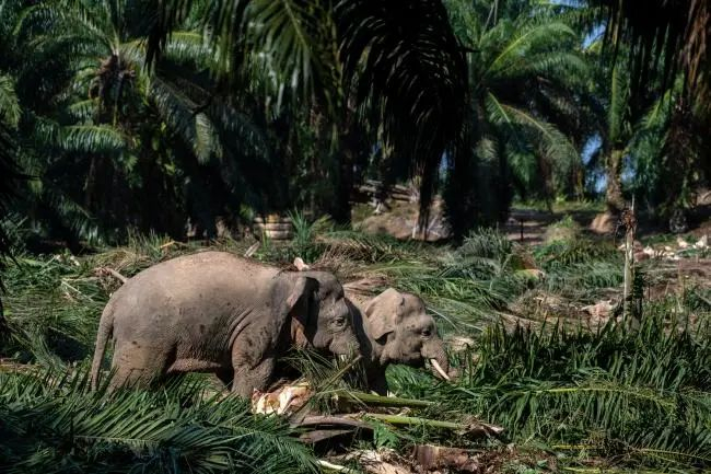 成年的婆罗洲象每天要吃掉多达 150 公斤的植物。大象每天长途跋涉，依靠森林连通性进入更大的觅食地。© Chris J Ratcliffe / WWF-UK