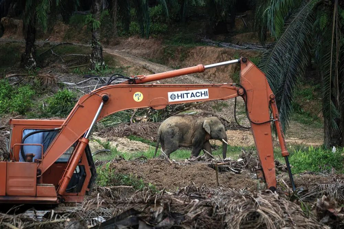 在经历了人象冲突的重大问题后，这家公司开始与WWF马来西亚和其他相邻的种植园合作，寻找可持续的减少作物损害的解决方案，采取措施引导大象进入保护区，通过生态廊道贯通他们在森林中的活动。© Chris J Ratcliffe / WWF-UK