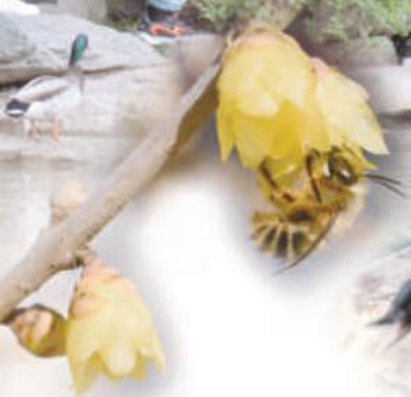 黑颚条蜂 陈炜摄