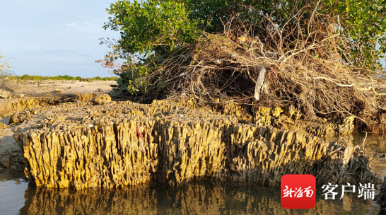 位于陵水红树林国家湿地公园内的珊瑚礁遗迹。通讯员 黄赞慧 摄